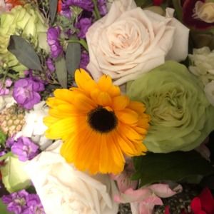 Meet your Posher, Savannah